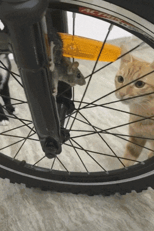 科創板第一批25隻新股上市首日眾生相(GIF動圖) 科創板第一批25隻新股上市首日眾生相(GIF動圖),拾荒網