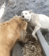 科創板第一批25隻新股上市首日眾生相(GIF動圖) 科創板第一批25隻新股上市首日眾生相(GIF動圖),拾荒網