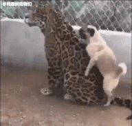 科創板第一批25隻新股上市首日眾生相(GIF動圖) 科創板第一批25隻新股上市首日眾生相(GIF動圖),拾荒網