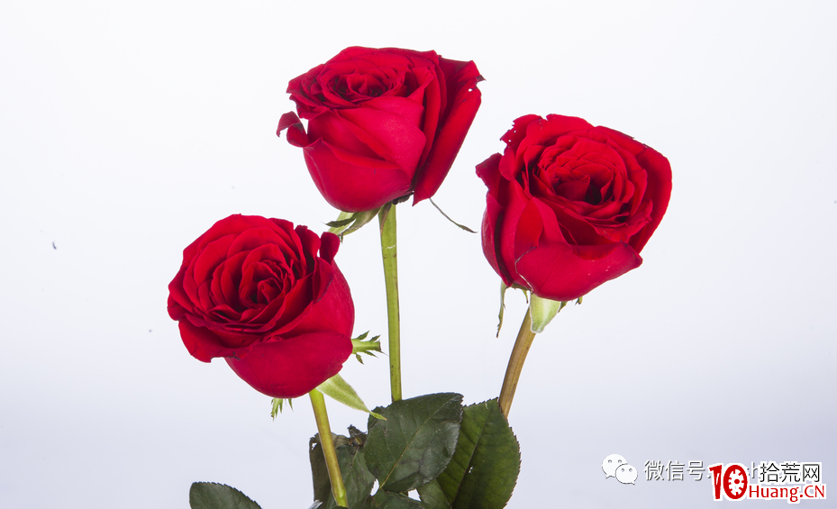 龍頭戰法深度思考(第8篇):A股的二元結構,機構與遊資(圖解) 龍頭戰法深度思考(第8篇):A股的二元結構,機構與遊資(圖解),拾荒網