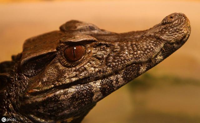 頂級遊資小鱷魚成名錄與打板手法,拾荒網