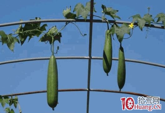 股神章盟主屢屢失手，漲停敢死隊如何轉型？再論存量博弈下的核按鈕生態（圖解）,拾荒網