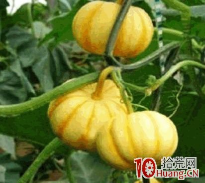 股神章盟主屢屢失手，漲停敢死隊如何轉型？再論存量博弈下的核按鈕生態（圖解）,拾荒網